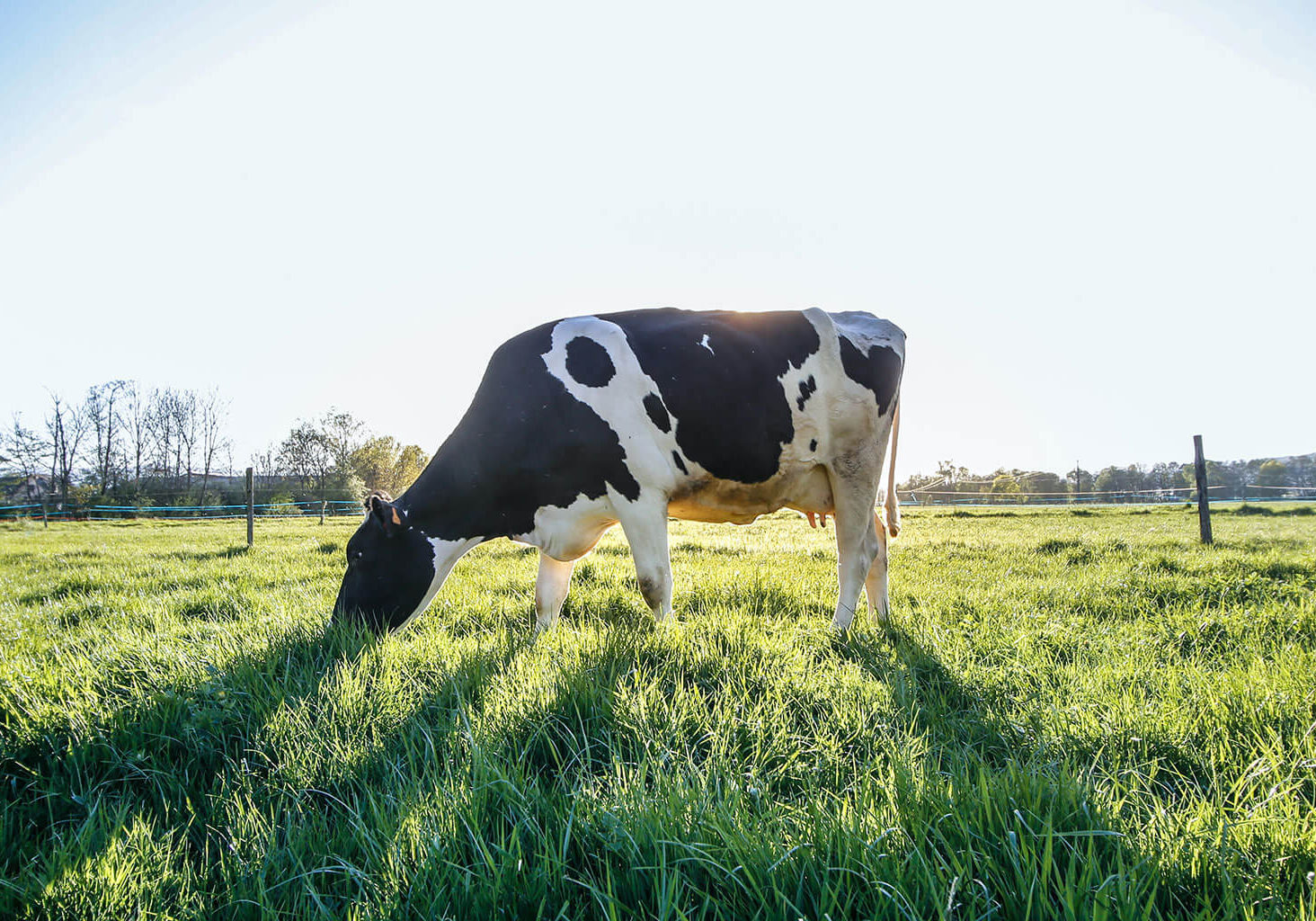 Cow Grazing
