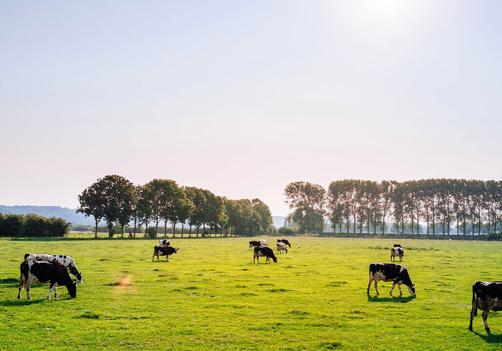 Cows Grazing in Pasture