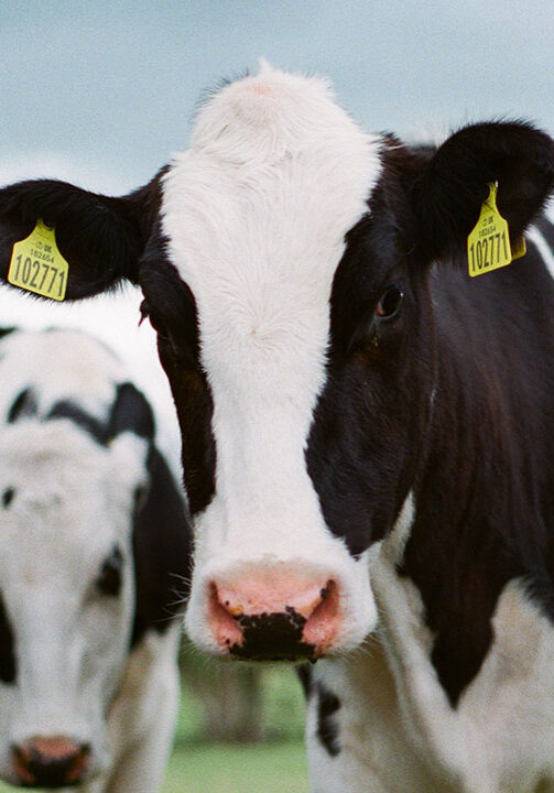 Cows